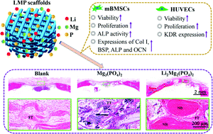 Graphical abstract: Preparation and characterization of novel lithium magnesium phosphate bioceramic scaffolds facilitating bone generation