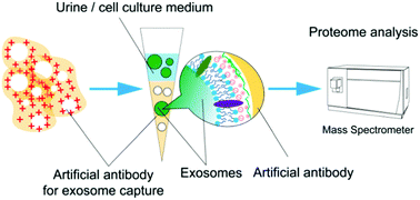 Graphical abstract: An artificial antibody for exosome capture by dull template imprinting technology