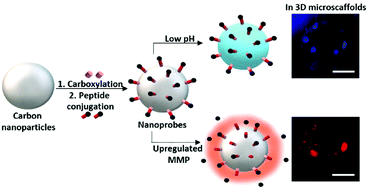 Graphical abstract: Dual-sensitive fluorescent nanoprobes for detection of matrix metalloproteinases and low pH in a 3D tumor microenvironment