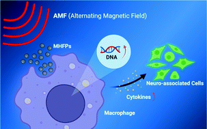 Graphical abstract: Mesoporous hollow Fe3O4 nanoparticles regulate the behavior of neuro-associated cells through induction of macrophage polarization in an alternating magnetic field