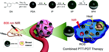 Graphical abstract: Combined photothermal–photodynamic therapy by indocyanine green loaded polydopamine nanoparticles enhances anti-mammary gland tumor efficacy