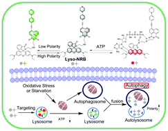 Graphical abstract: A dual-response fluorescent probe for simultaneously monitoring polarity and ATP during autophagy