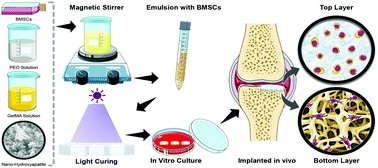 Graphical abstract: Preparation and characterization of biomimetic gradient multi-layer cell-laden scaffolds for osteochondral integrated repair