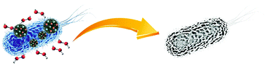 Graphical abstract: Biomimetic FeCo@PDA nanozyme platform with Fenton catalytic activity as efficient antibacterial agent