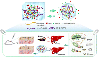 Graphical abstract: An injectable thermosensitive hydrogel with a self-assembled peptide coupled with an antimicrobial peptide for enhanced wound healing