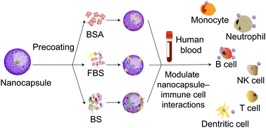 Graphical abstract: Protein precoating modulates biomolecular coronas and nanocapsule–immune cell interactions in human blood
