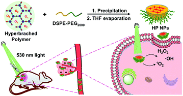 Graphical abstract: From main-chain conjugated polymer photosensitizer to hyperbranched polymer photosensitizer: expansion of the polymerization-enhanced photosensitization effect for photodynamic therapy