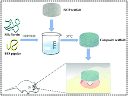 Graphical abstract: Multifunctional silicon calcium phosphate composite scaffolds promote stem cell recruitment and bone regeneration