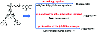 Graphical abstract: In situ formation of J-aggregate in the tumor microenvironment using acidity responsive polypeptide nanoparticle encapsulating galactose-conjugated BODIPY dye for NIR-II phototheranostics