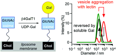 Graphical abstract: Enzymatic elaboration of oxime-linked glycoconjugates in solution and on liposomes