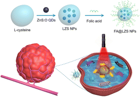 Graphical abstract: Folic acid-functionalized l-cys/ZnS:O nanoparticles for homologous targeting and photodynamic therapy of tumor cells
