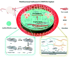 Graphical abstract: Multifunctional 3D sponge-like macroporous cryogel-modified long carbon fiber reinforced polyetheretherketone implants with enhanced vascularization and osseointegration
