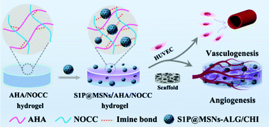 Graphical abstract: Vascularized nanocomposite hydrogel mechanically reinforced by polyelectrolyte-modified nanoparticles