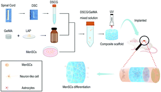 Graphical abstract: A decellularized spinal cord extracellular matrix-gel/GelMA hydrogel three-dimensional composite scaffold promotes recovery from spinal cord injury via synergism with human menstrual blood-derived stem cells