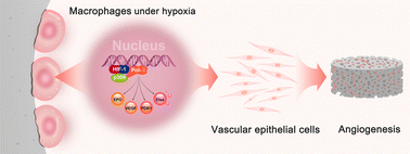 Graphical abstract: Hypoxia inducible factor-1 signaling pathway in macrophage involved angiogenesis in materials-instructed osteo-induction