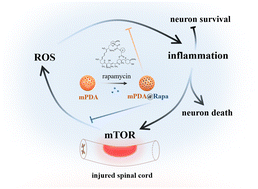 Graphical abstract: Mesoporous polydopamine nanoparticles for sustained release of rapamycin and reactive oxygen species scavenging to synergistically accelerate neurogenesis after spinal cord injury