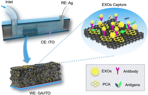 Graphical abstract: A sensitive electrochemical platform integrated with a 3D graphene aerogel for point-of-care testing for tumor markers