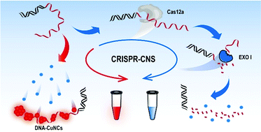 Graphical abstract: A DNA–Cu nanocluster and exonuclease I integrated label-free reporting system for CRISPR/Cas12a-based SARS-CoV-2 detection with minimized background signals
