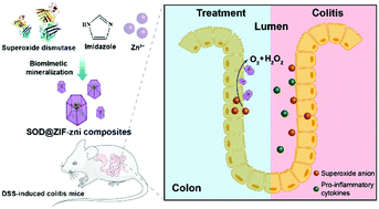 Graphical abstract: Superoxide dismutase-embedded metal–organic frameworks via biomimetic mineralization for the treatment of inflammatory bowel disease