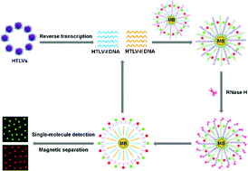 Graphical abstract: Development of a single-molecule biosensor with an ultra-low background for the simultaneous detection of multiple retroviral DNAs