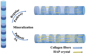 Graphical abstract: Promotion of collagen mineralization and dentin repair by succinates