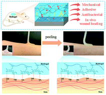 Graphical abstract: A starch-regulated adhesive hydrogel dressing with controllable separation properties for painless dressing change