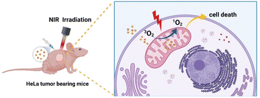 Graphical abstract: A cyclometallated iridium(iii) complex with multi-photon absorption properties as an imaging-guided photosensitizer