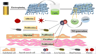 Graphical abstract: Facile fabrication of copper-incorporating poly(ε-caprolactone)/keratin mats for tissue-engineered vascular grafts with the potential of catalytic nitric oxide generation