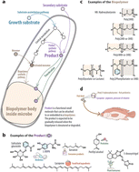 Graphical abstract: Engineering microbes to synthesize functionalized biopolymers