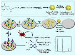 Graphical abstract: An ultrasensitive cathodic electrochemiluminescence immunoassay for thrombomodulin based on Ru(bpy)32+ encapsulated by MIL-NH2-101(Al) nanocomposites