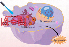 Graphical abstract: Halogen-bridged binuclear iridium(iii) complexes with enhanced photodynamic therapeutic effects in mitochondria