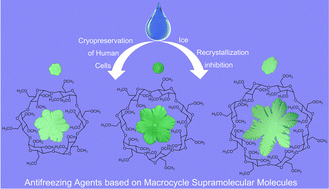 Graphical abstract: Macrocycle molecule-based cryoprotectants for ice recrystallization inhibition and cell cryopreservation