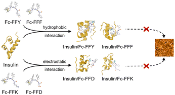 Graphical abstract: Study of the kinetics and mechanism of ferrocene-tripeptide inhibiting insulin aggregation