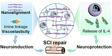 Graphical abstract: Neuroinduction and neuroprotection co-enhanced spinal cord injury repair based on IL-4@ZIF-8-loaded hyaluronan–collagen hydrogels with nano-aligned and viscoelastic cues