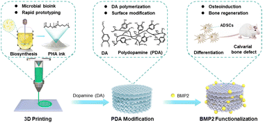 Graphical abstract: Enhanced bone regeneration via PHA scaffolds coated with polydopamine-captured BMP2