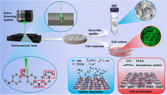 Graphical abstract: Femtosecond laser optimization of PEEK: efficient bioactivity achieved by synergistic surface chemistry and structures