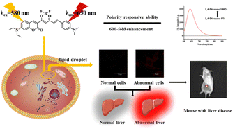 Graphical abstract: An ultrasensitive lipid droplet-targeted NIR emission fluorescent probe for polarity detection and its application in liver disease diagnosis