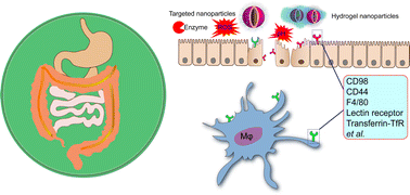 Graphical abstract: Nanoparticles for oral delivery: targeted therapy for inflammatory bowel disease