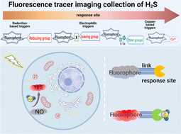 Graphical abstract: The design strategies and biological applications of probes for the gaseous signaling molecule hydrogen sulfide