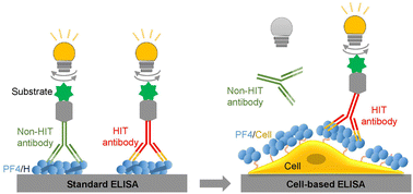 Graphical abstract: Breast cancer cell-based ELISA: a potential material for better detection of heparin-induced thrombocytopenia antibodies