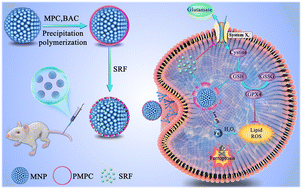 Graphical abstract: Zwitterionic polymer coated sorafenib-loaded Fe3O4 composite nanoparticles induced ferroptosis for cancer therapy