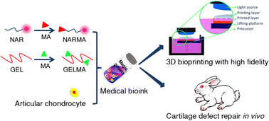 Graphical abstract: A naringin-derived bioink enhances the shape fidelity of 3D bioprinting and efficiency of cartilage defect repair