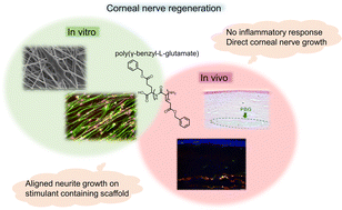 Graphical abstract: Exploration of biomimetic poly(γ-benzyl-l-glutamate) fibrous scaffolds for corneal nerve regeneration