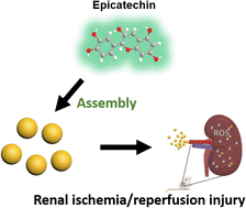 Graphical abstract: Epicatechin-assembled nanoparticles against renal ischemia/reperfusion injury