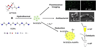 Graphical abstract: Beyond the fluorescence labelling of novel nitrogen-doped silicon quantum dots: the reducing agent and stabilizer for preparing hybrid nanoparticles and antibacterial applications