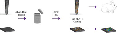 Graphical abstract: Surface modification of the Ti surface with nanoscale bio-MOF-1 for improving biocompatibility and osteointegration in vitro and in vivo