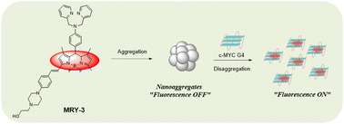 Graphical abstract: Selective c-MYC G4 DNA recognition based on a fluorescent light-up probe with disaggregation-induced emission characteristics