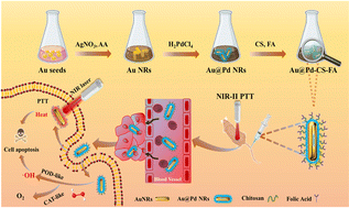 Graphical abstract: pH-Responsive Au@Pd bimetallic core–shell nanorods for enhanced synergistic targeted photothermal-augmented nanocatalytic therapy in the second near-infrared window