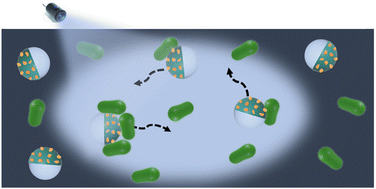 Graphical abstract: Light-driven microrobots: capture and transport of bacteria and microparticles in a fluid medium