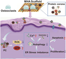 Graphical abstract: Magnetic nanoparticle-infiltrated hydroxyapatite scaffolds accelerate osteoclast apoptosis by inhibiting autophagy-aggravated ER stress